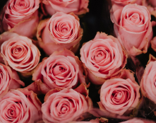 Schnittblumen